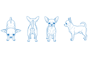 Hand Drawn Chihuahua Vector, an Animal Illustration by MkStudio