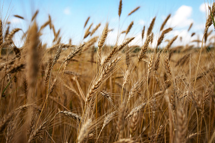 golden wheat field, a Nature Photo by Ales Munt