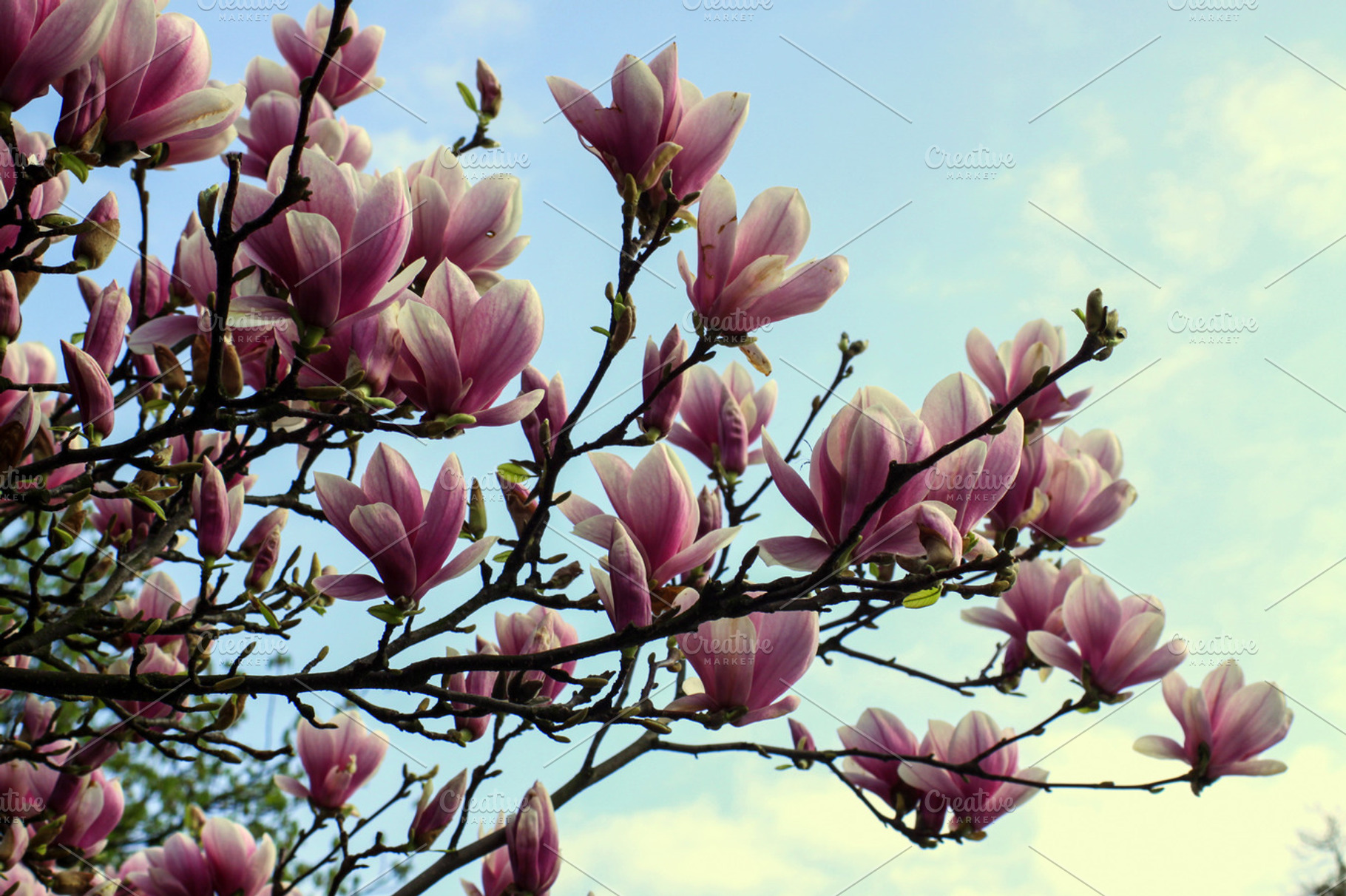 Magnolia stock photo containing magnolia and flowers
