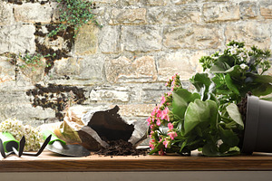 Fallen Kalanchoe Plants on Rustic Stone Wall Background, a Nature Photo by Davizro's Market