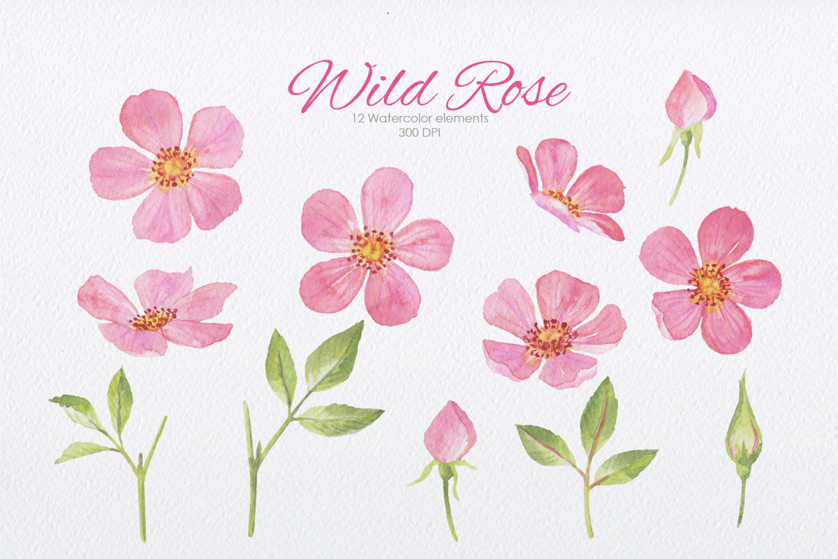 Wild Rose collection, an Illustration by oKOLOstyle (Photo 3 of 8)