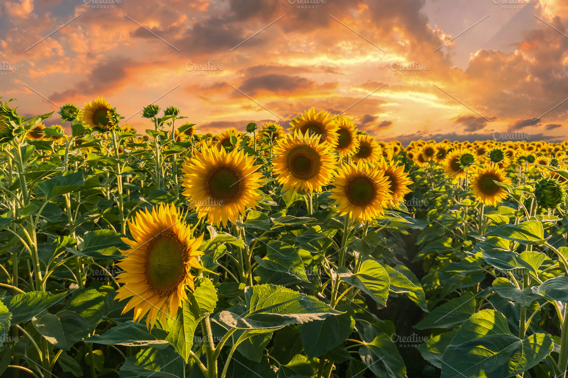 Landscape with sunflowers field, a Nature Photo by firewings