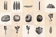 Vintage Fruit Vegetables & Flowers, an Object Graphic by Eclectic Anthology (Thumbnail 6 of 11)