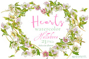 Hearts-watercolor-Hellebore, an Illustration by watercolorwild.graphics (Thumbnail 1 of 19)