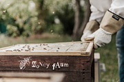Hand drawn life cycle of a honey bee, an Animal Illustration by handsketched (Thumbnail 4 of 7)