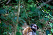 Brazilian Marmoset in the Forest, an Animal Photo by HiLine (Thumbnail 5 of 11)