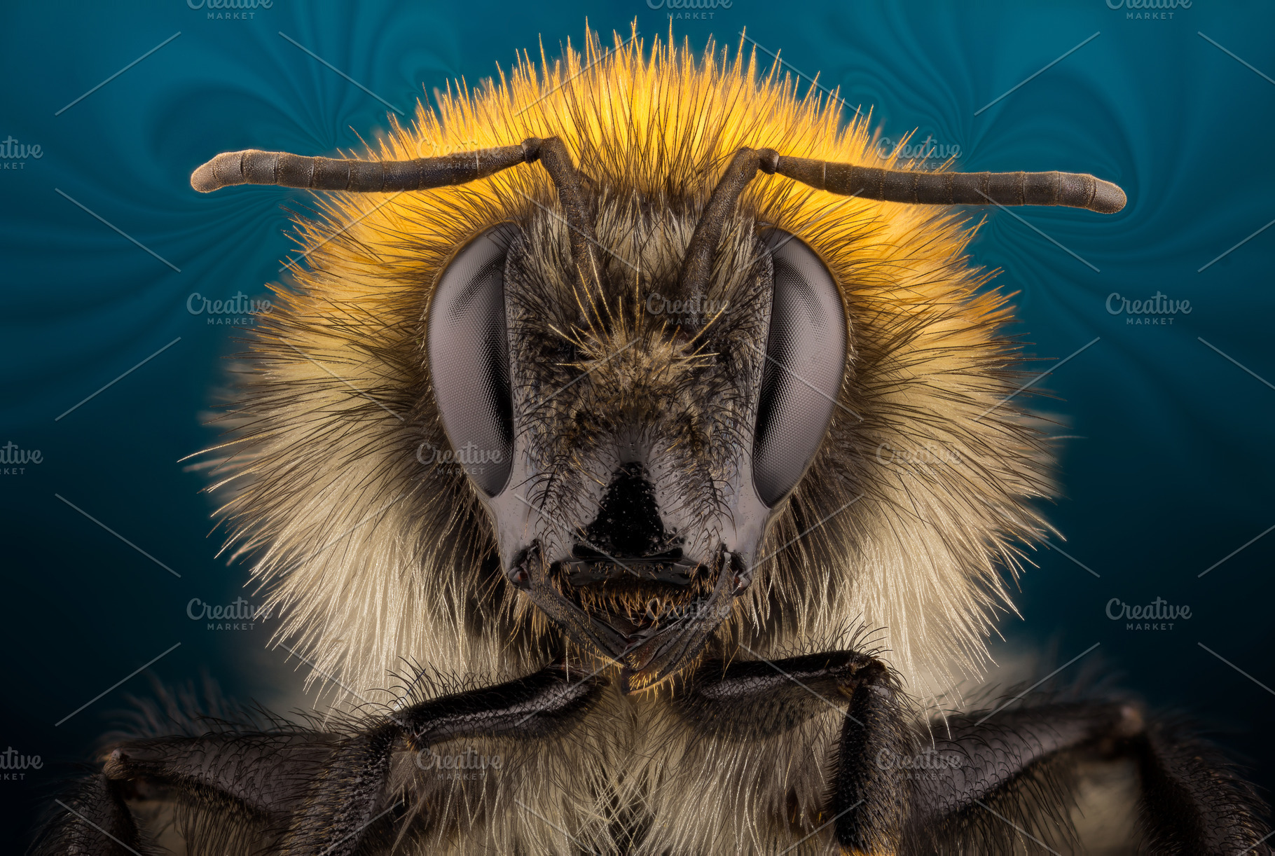 Extra sharp bumblebee portrait, an Animal Photo by vmenshov