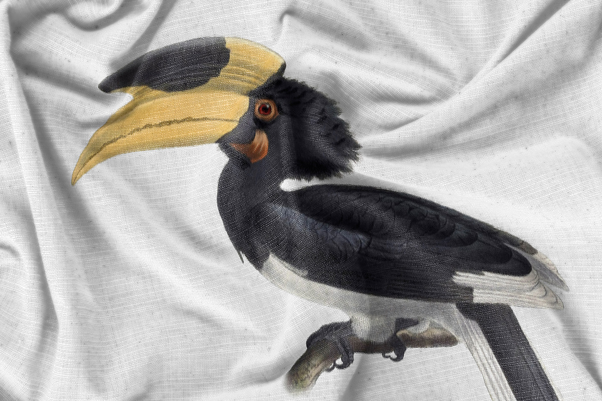 Vintage hornbill illustrations, an Animal Illustration by Natalka Dmitrova art (Photo 6 of 17)