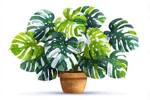 The Monstera Deliciosa plant is, a Nature Photo by ZinetroN