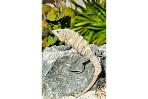 Iguana on the yucatan peninsula in featuring lizard, iguana, and animal, an Animal Photo by Leonid Andronov
