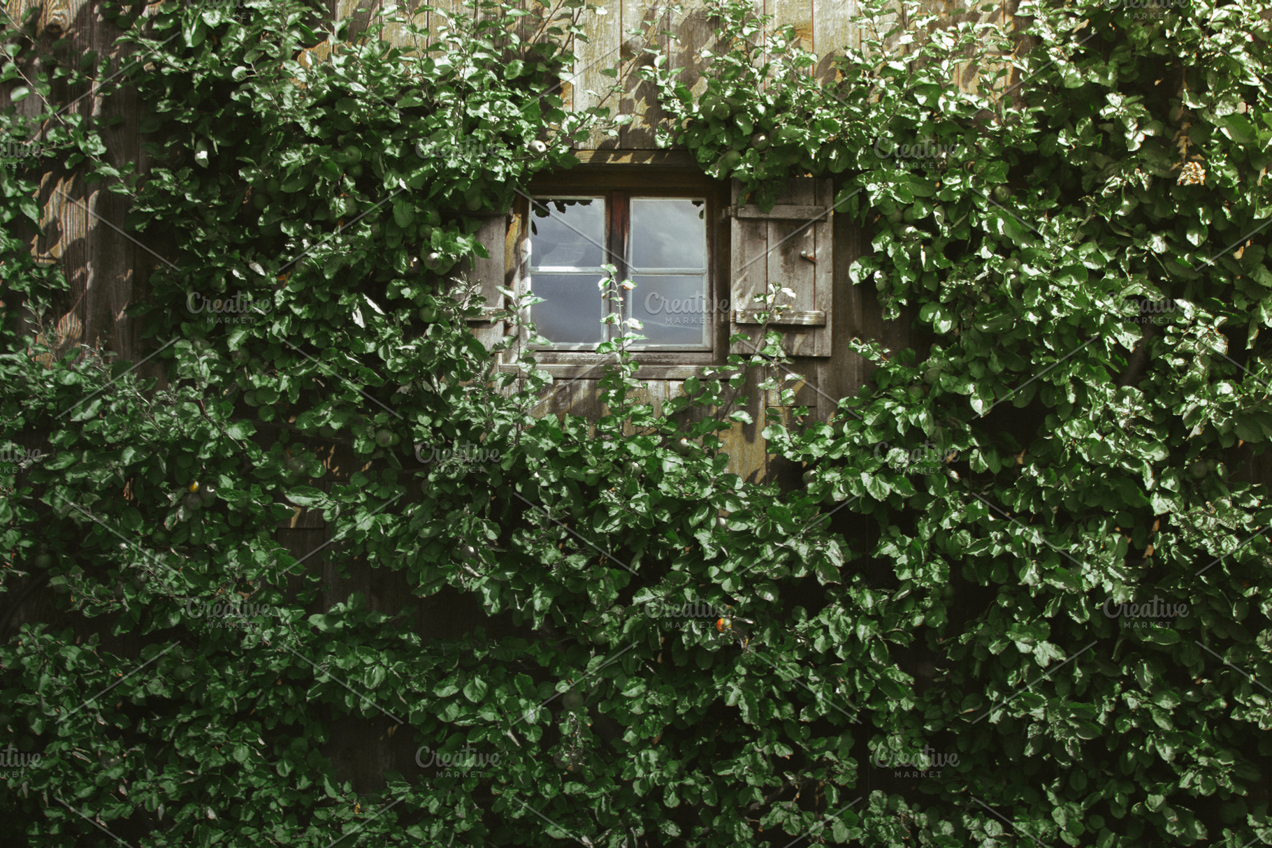 Apple Window, a Nature Photo by Riho Rannamäe