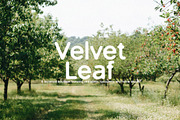 Green Apple - Vintage Sans Serif, a Sans Serif Font by Schrifted Type (Thumbnail 3 of 8)