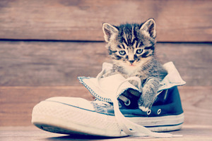 Kitten and shoe
