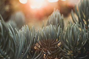 Succulents at sunset, a Nature Photo by René Jordaan Photography