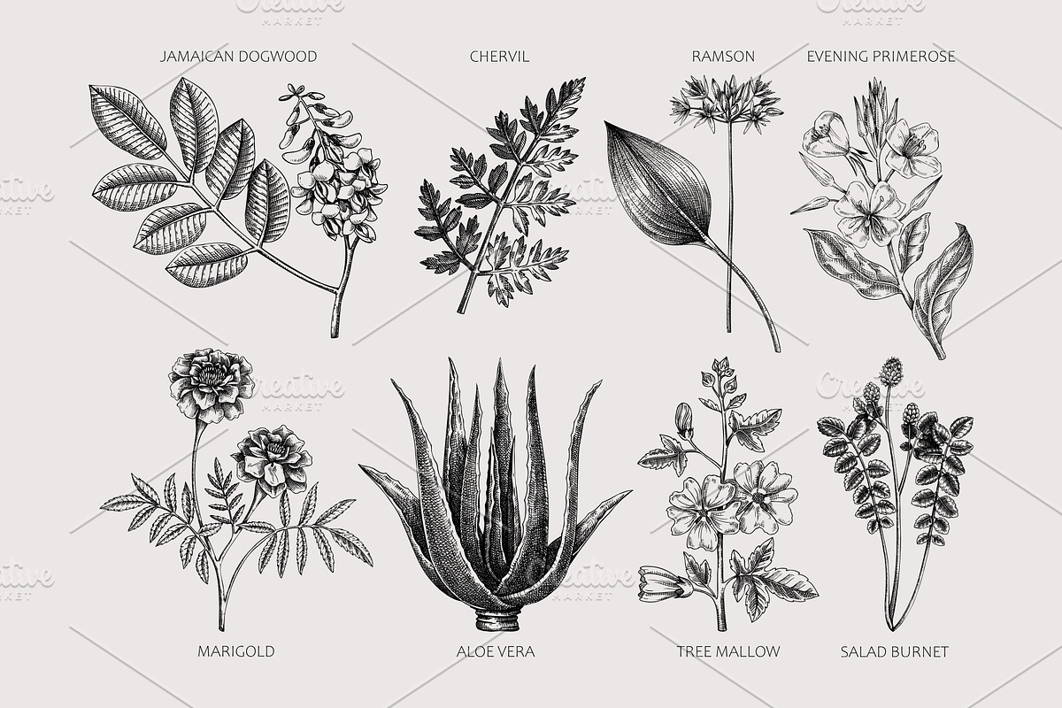 Apothecary Plants & Herbs Vector Set, a Healthcare Illustration by Yevheniia (Photo 3 of 11)