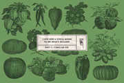 220 Vintage Vegetable Illustrations, a Food Illustration by Graphic Goods (Thumbnail 11 of 12)