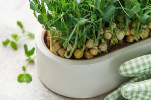 Fresh pea microgreens growing in white planter with gardening gl, a Food & Drink Photo by Olena Rudo