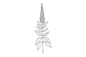 Spiked Speedwell Wild Plant Drawing