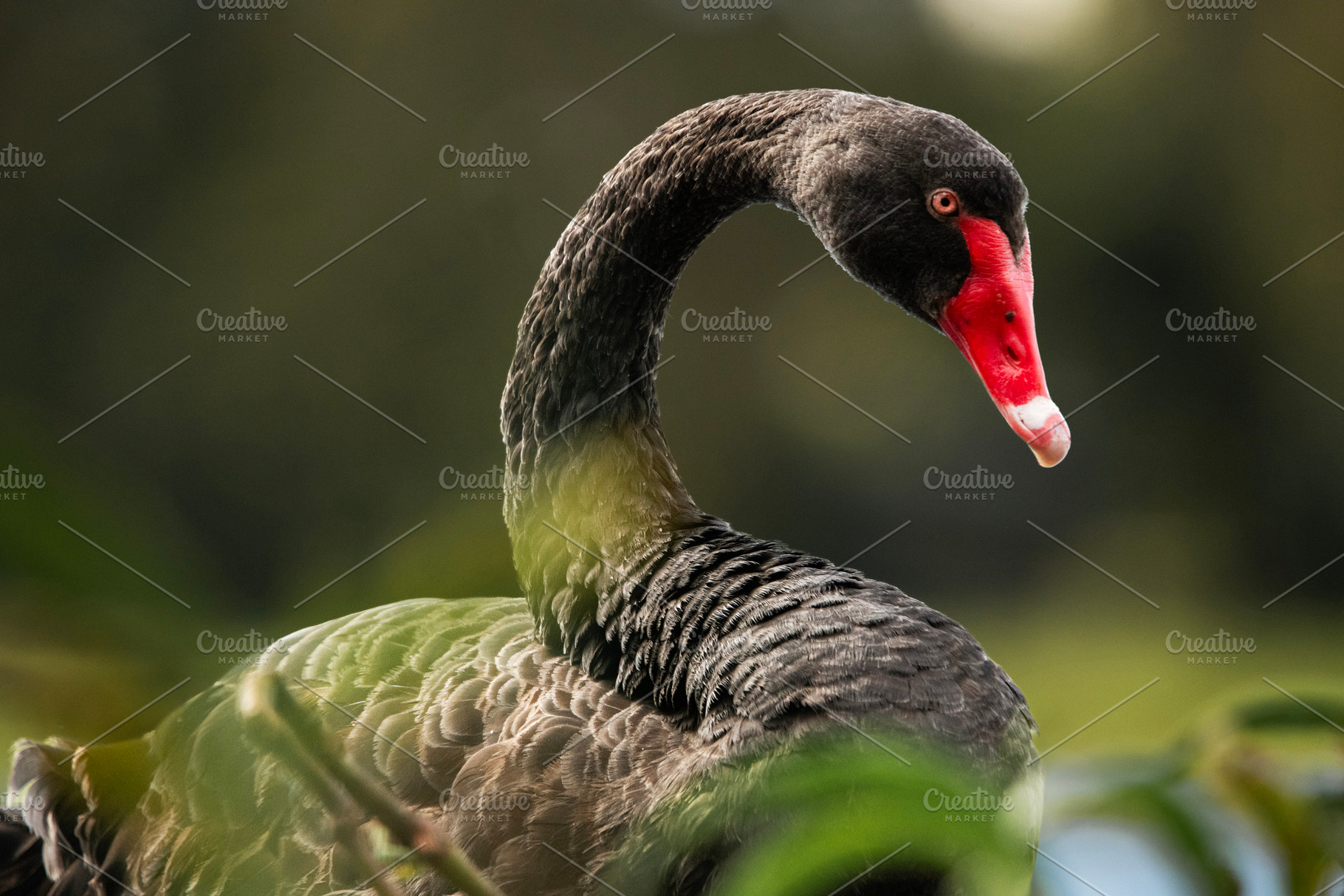 Black Swan Bird, an Animal Photo by Rob D Animal Photography