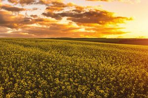 Yellow bright flowers bloom in a field of rapeseed at sunset lig, a Nature Photo by Eugene_Photo