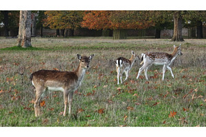 Fallow deer grazing in a meadow, an Animal Photo by Goinyk