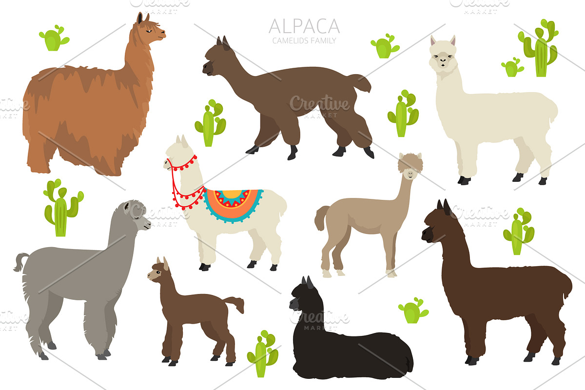 Alpaca clip art, an Animal Illustration by pet design shop (Photo 1 of 5)
