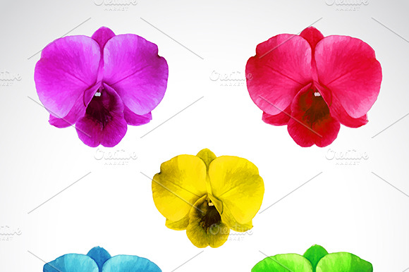 Vector Image Of Orchid Flower