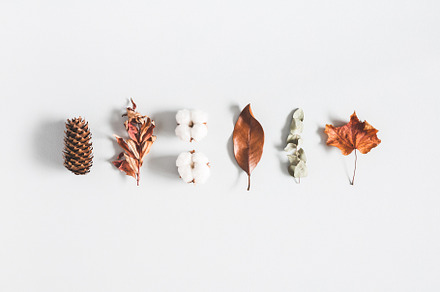 Autumn plants featuring autumn, fall, and leaf, a Nature Photo by Flaffy