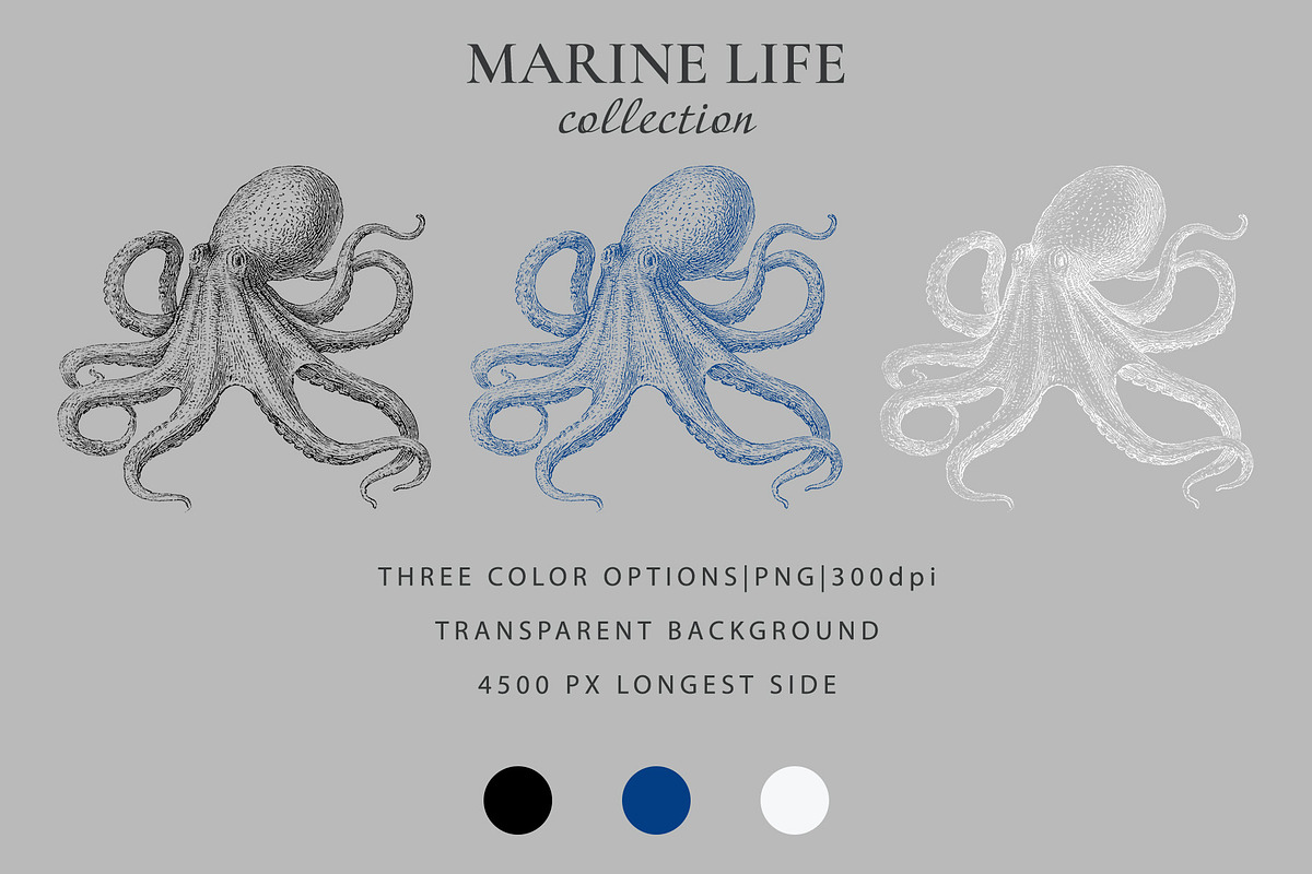 Vintage Marine Life Illustration Set, an Animal Illustration by NatalieArtShop (Photo 19 of 20)