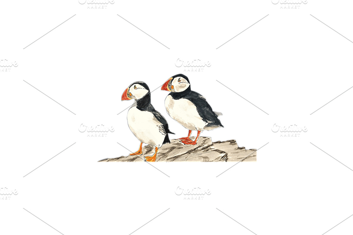 Puffins Seabird  paintings clipart, an Illustration by Doggy Days (Photo 4 of 6)