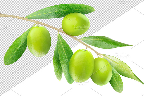 Tree Branch With Green Olives