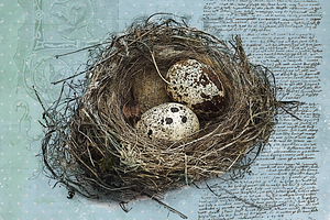 Quail's Nest - Blue Edition