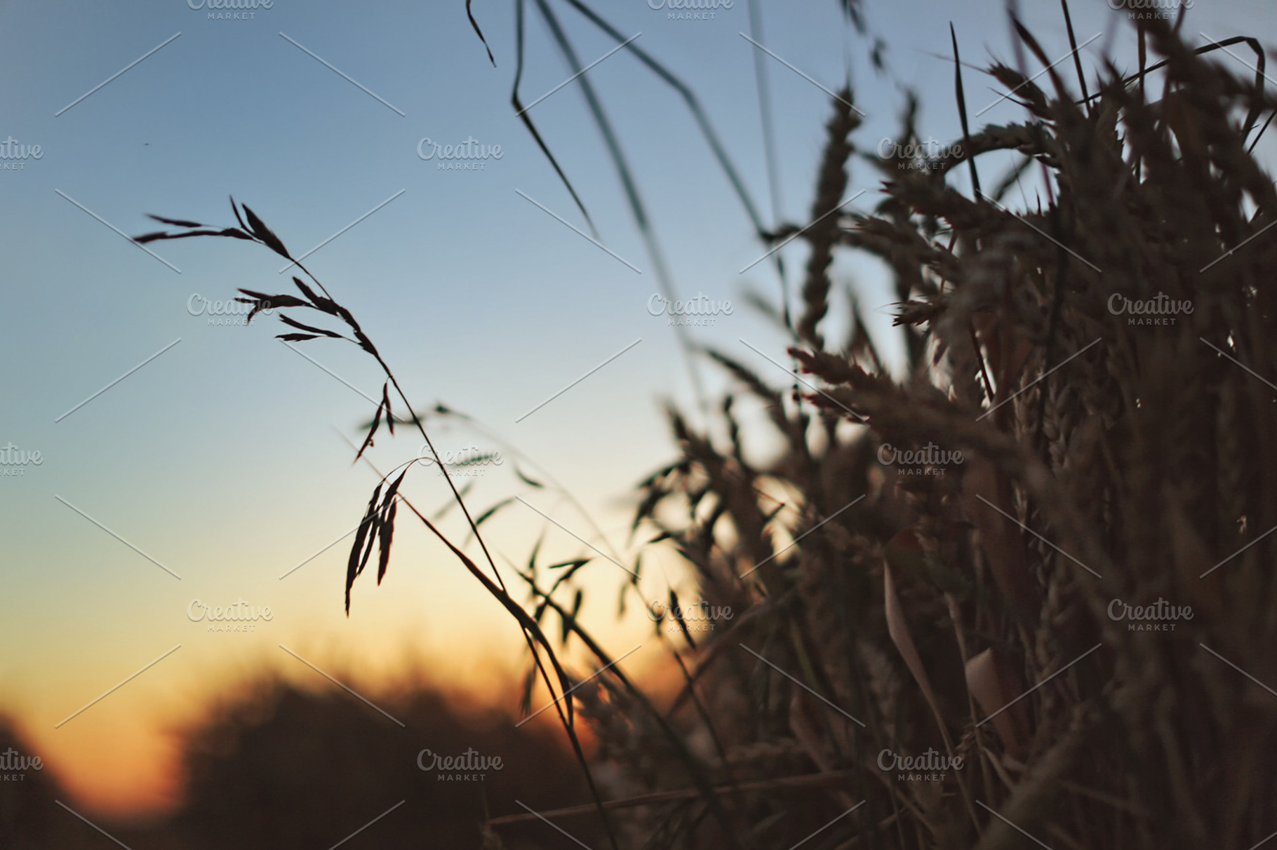 Field At Sunset Featuring Field Sunset And Wheat