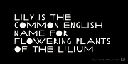 Lilycat, a Handwritten Font by Letters & Numbers (Thumbnail 4 of 4)