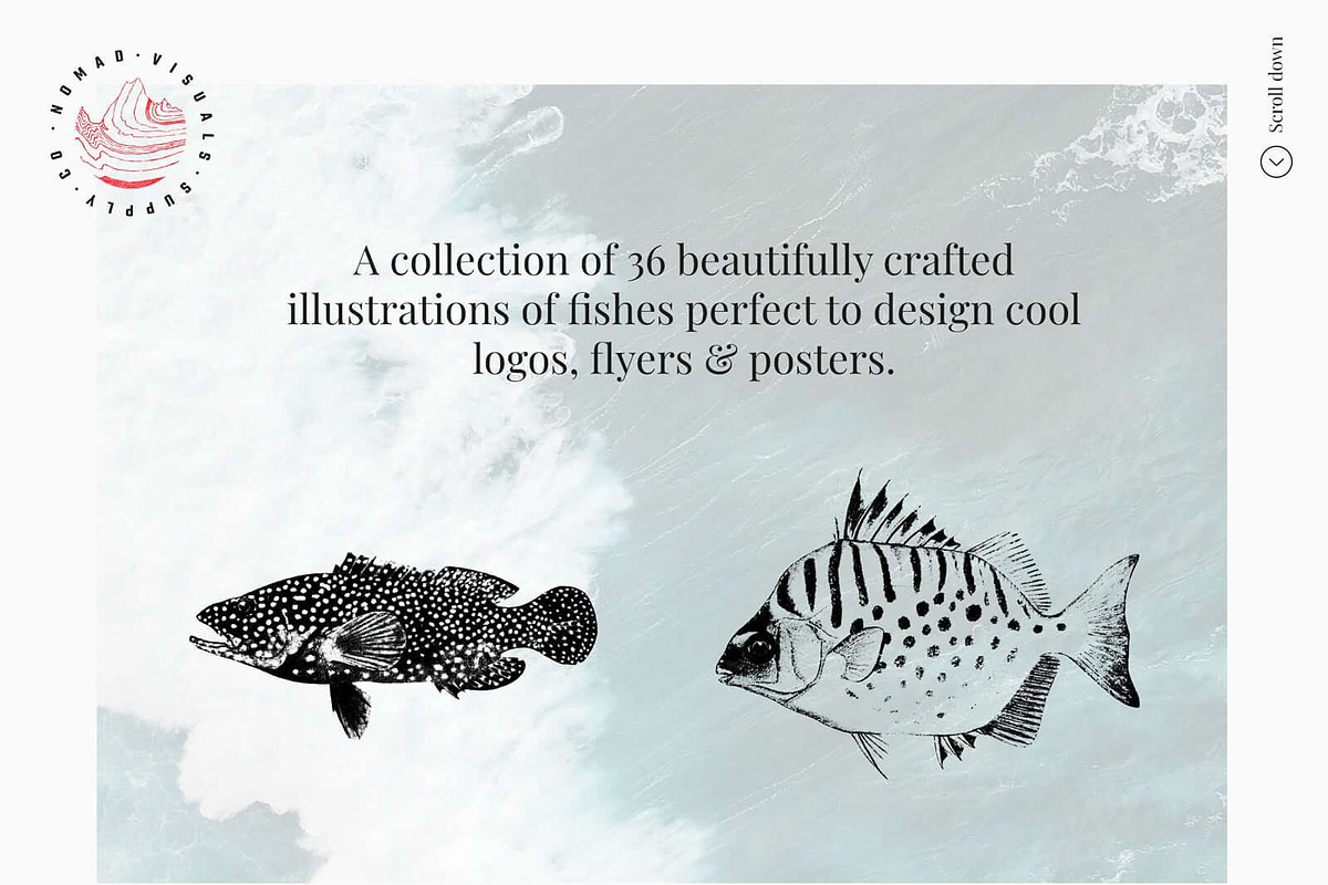 Vintage Bundle - 6600+ Illustrations, an Animal Illustration by Nomad Visuals (Photo 38 of 45)