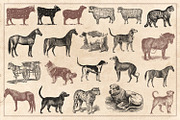 100 Vintage Farm Animals (Vector), an Animal Illustration by Brigantine Designs (Thumbnail 7 of 7)