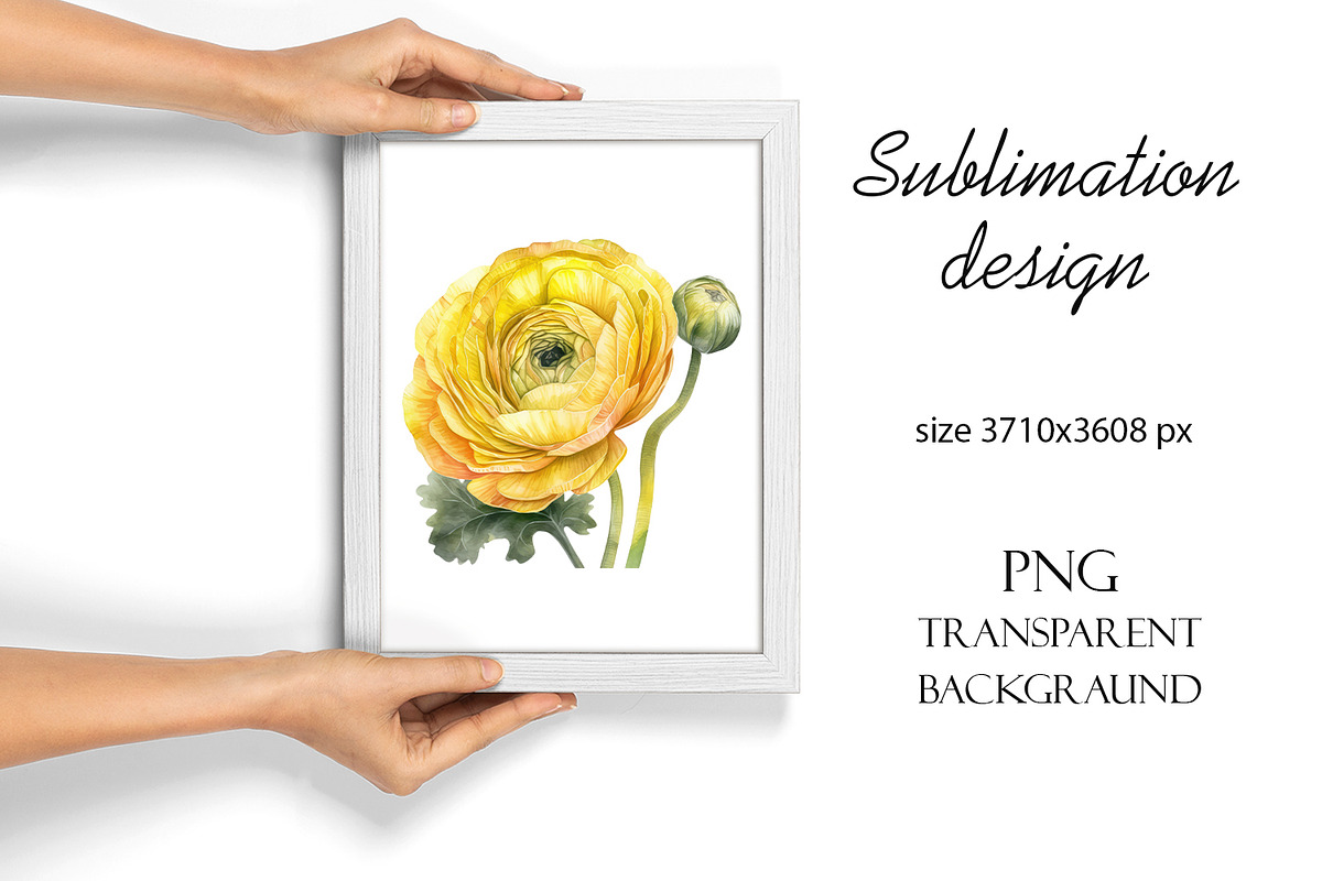 Yellow flower. Watercolor clipart, a Decorative Illustration by ElenazlataArt (Photo 9 of 9)