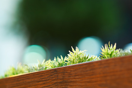 Diagonal decorative grass bed in cafe background