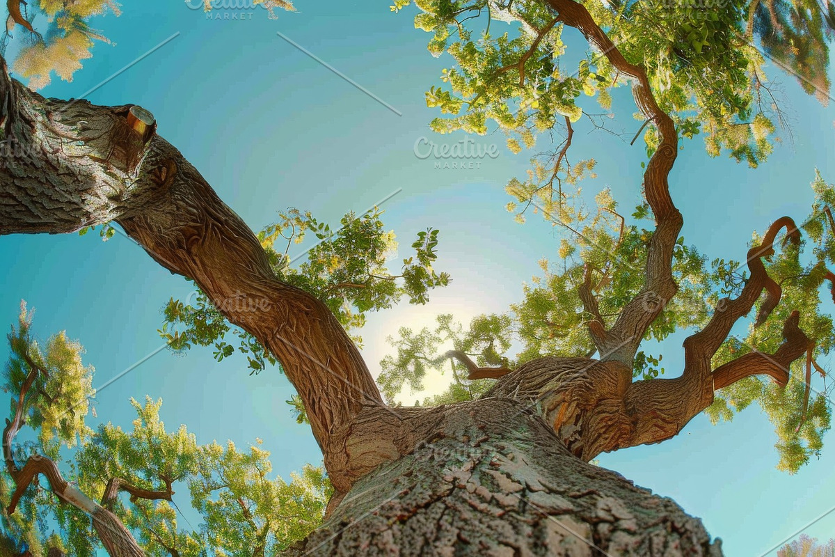 98 Trees view from below, a Nature Photo by Handmadefont (Photo 50 of 98)