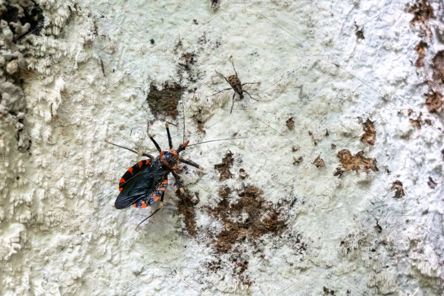 Kissing bug on tree bark in Tentena rainforest, Sulawesi, Indone, an Animal Photo by GoodGoods
