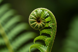 Close-up of a young fern frond unfur, a Nature Photo by professorinc