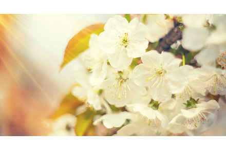 Flowering tree branches in spring, a Nature Photo by yanadjana