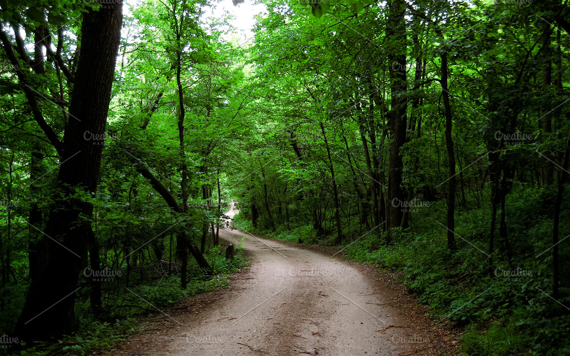 Forest Gravel Road