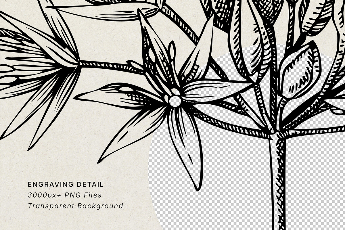 Spring Wildflower Vintage Vector Set, a Seasonal Illustration by Yevheniia (Photo 8 of 9)