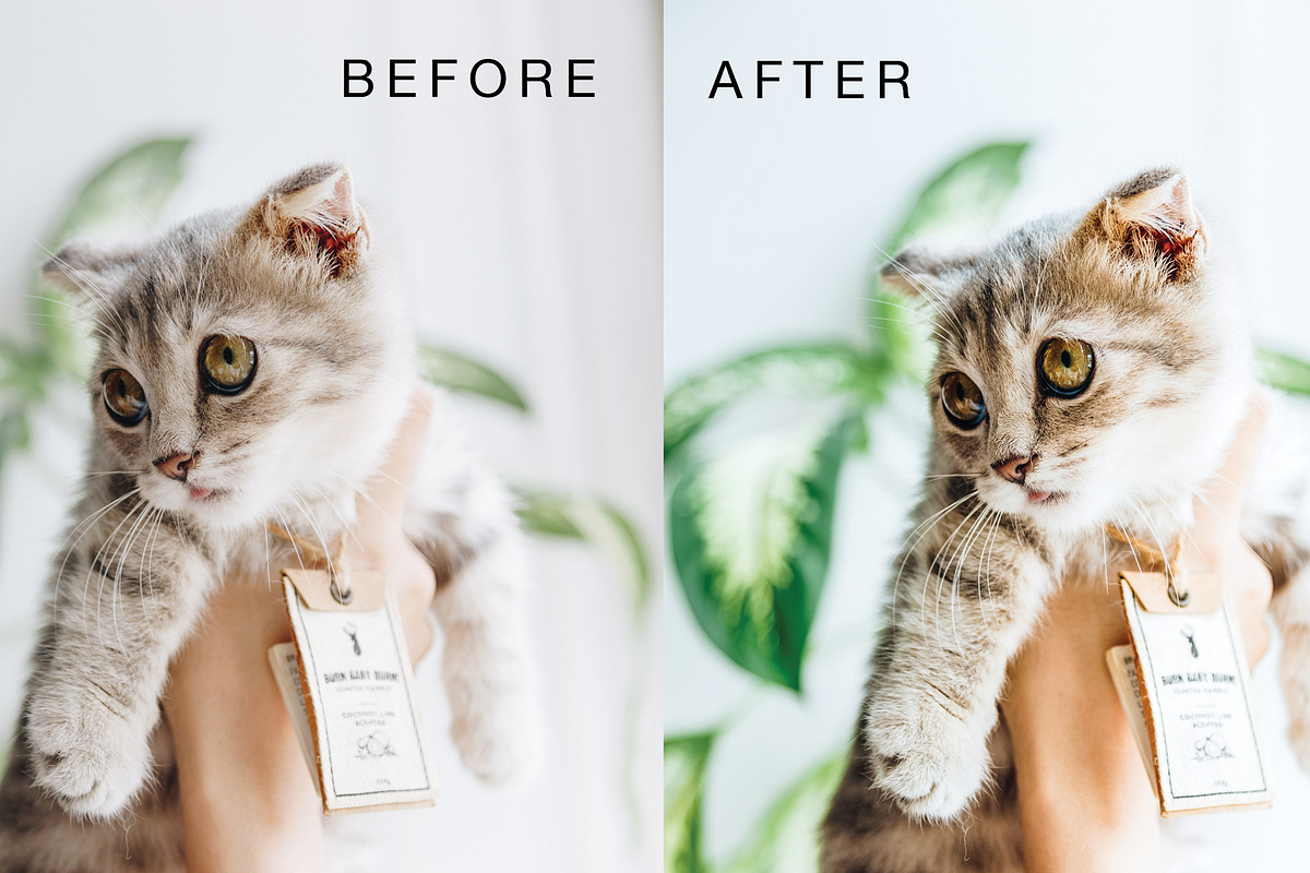 Mobile Lightroom Preset Full Pack, an Action Add-On by The Red Pine (Photo 6 of 9)