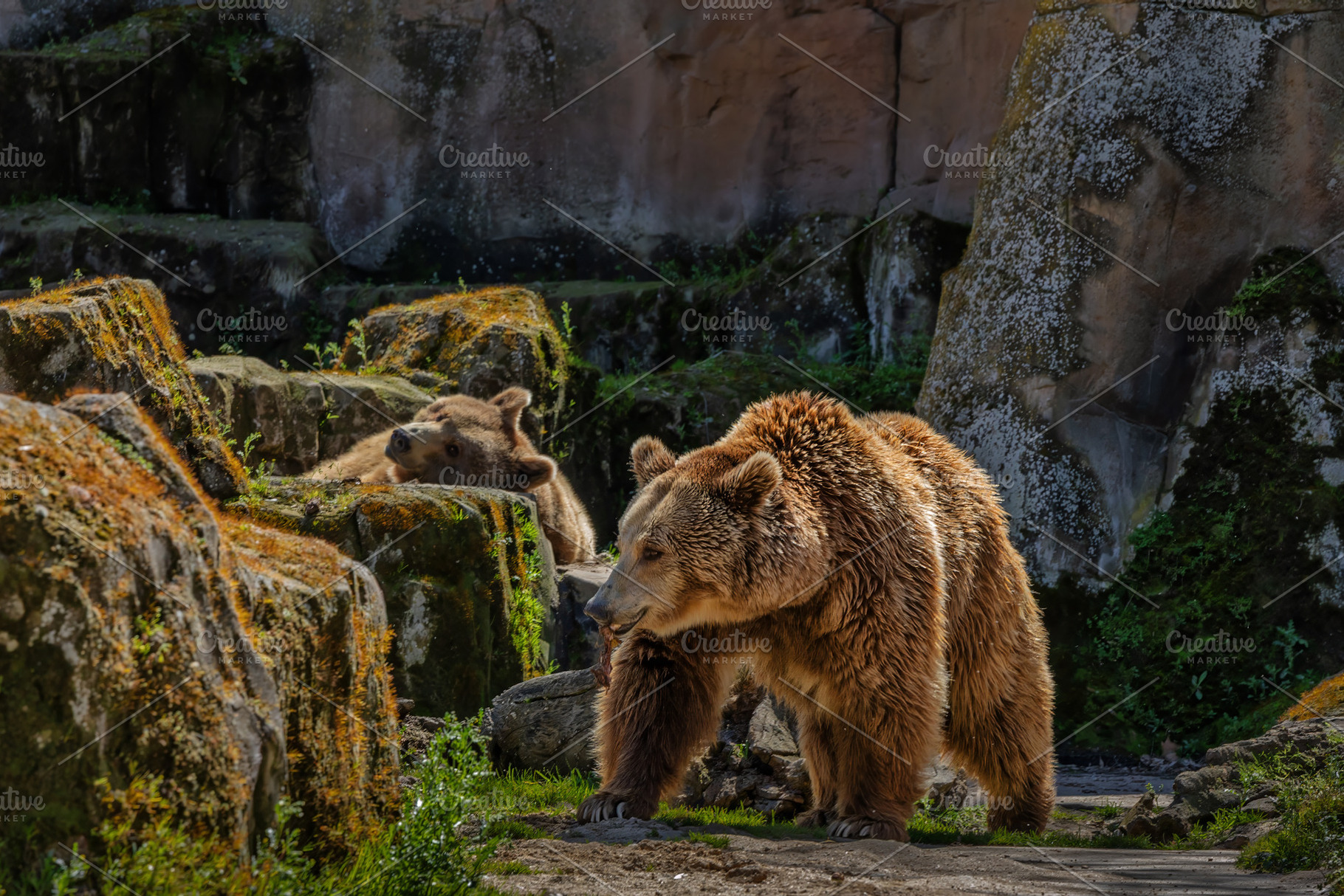Adult brown bear and cub in a rocky, an Animal Photo by Perpis