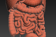 Human internal organs, a Characters & Person 3D Model by konstantin.ermolaev (Thumbnail 42 of 46)