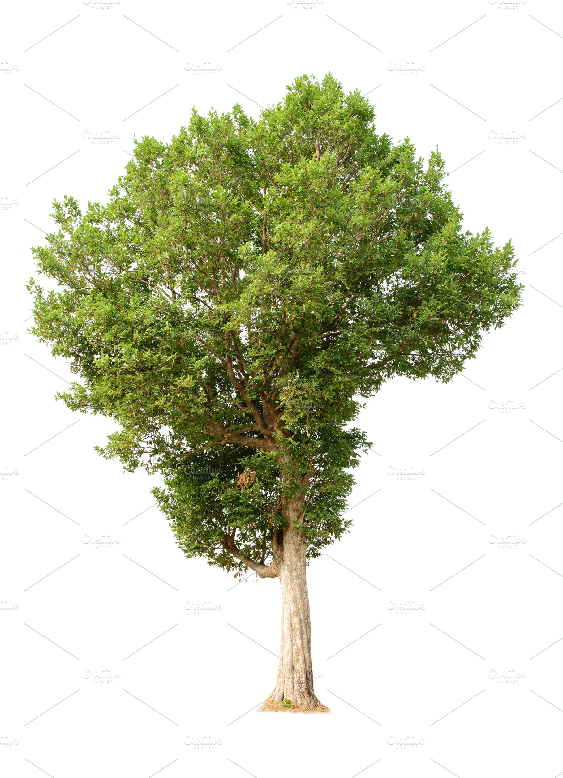 Tree on white background, a Background Photo by Looker_Studio