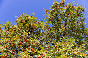 rowan foliage with red berries on the branches before autumn , sunny weather in, a Photo by rsoollAI