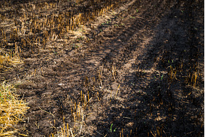 Burnt field with scorched soil and, a Nature Photo by volodymyrshtun13795
